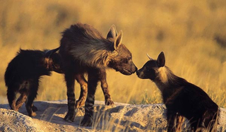 Illustration for article titled Wednesday Hyena - Hyaena brunnea Edition